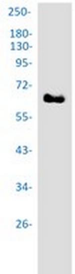 PXN Recombinant Rabbit Monoclonal Antibody