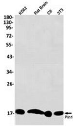 PIN1 Recombinant Rabbit Monoclonal Antibody