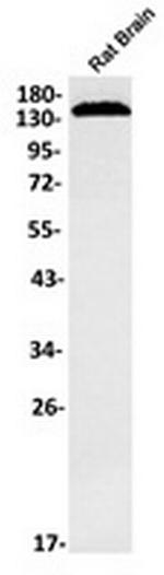 Plcb1 Recombinant Rabbit Monoclonal Antibody