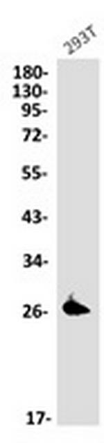 PRDX4 Recombinant Rabbit Monoclonal Antibody