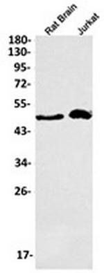 PELI1 Recombinant Rabbit Monoclonal Antibody