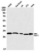 PEF1 Antibody in Western Blot (WB)