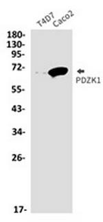 PDZK1 Recombinant Rabbit Monoclonal Antibody
