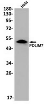 PDLIM7 Recombinant Rabbit Monoclonal Antibody