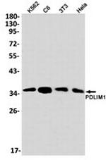 PDLIM1 Recombinant Rabbit Monoclonal Antibody