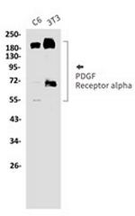 PDGFRA Recombinant Rabbit Monoclonal Antibody