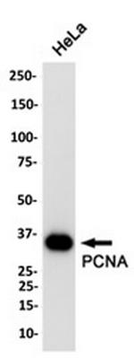 PCNA Antibody in Western Blot (WB)