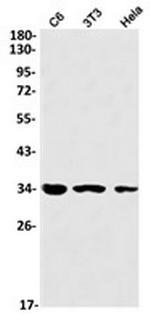 PRKRA Recombinant Rabbit Monoclonal Antibody