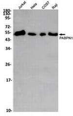 PABPN1 Antibody in Western Blot (WB)