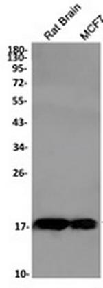 Omp Recombinant Rabbit Monoclonal Antibody