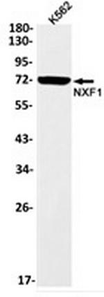 NXF1 Antibody in Western Blot (WB)