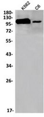 NUP107 Recombinant Rabbit Monoclonal Antibody
