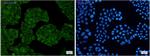 NUDT9 Recombinant Rabbit Monoclonal Antibody