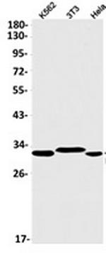 NUS1 Recombinant Rabbit Monoclonal Antibody