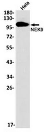 NEK9 Recombinant Rabbit Monoclonal Antibody