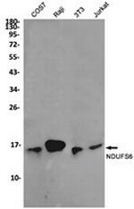 NDUFS6 Antibody in Western Blot (WB)