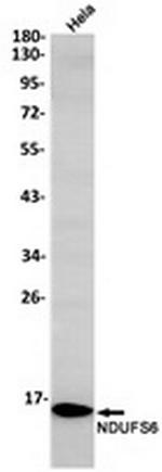 NDUFS6 Recombinant Rabbit Monoclonal Antibody