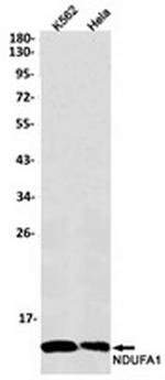 NDUFA1 Recombinant Rabbit Monoclonal Antibody