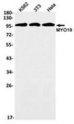 MYO19 Recombinant Rabbit Monoclonal Antibody