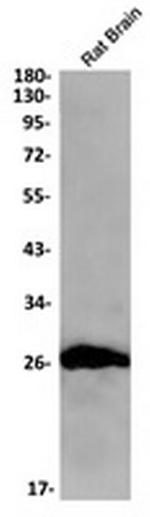 MOG Recombinant Rabbit Monoclonal Antibody