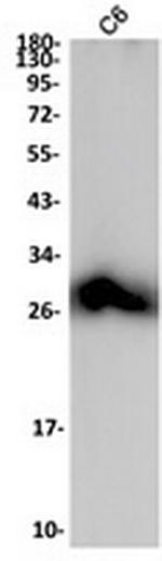 MOG Recombinant Rabbit Monoclonal Antibody