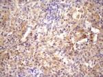 RAB11FIP4 Antibody in Immunohistochemistry (Paraffin) (IHC (P))