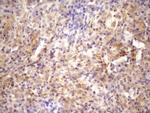 RAB11FIP4 Antibody in Immunohistochemistry (Paraffin) (IHC (P))