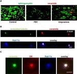 RAB11A Antibody in Immunocytochemistry (ICC/IF)