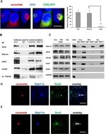 RAB11A Antibody in Immunocytochemistry (ICC/IF)