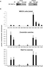 RAB11A Antibody in Western Blot (WB)