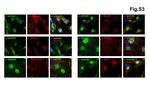 RAB11A Antibody in Immunocytochemistry (ICC/IF)