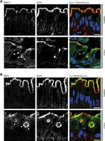 RAB11A Antibody in Immunohistochemistry (IHC)