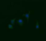 RAB21 Antibody in Immunocytochemistry (ICC/IF)