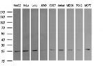 RAB21 Antibody in Western Blot (WB)