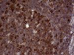 RAB23 Antibody in Immunohistochemistry (Paraffin) (IHC (P))