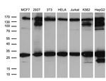 RAB23 Antibody in Western Blot (WB)