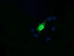 RAB30 Antibody in Immunocytochemistry (ICC/IF)