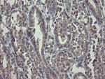 RAB30 Antibody in Immunohistochemistry (Paraffin) (IHC (P))