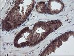 RABL2A Antibody in Immunohistochemistry (Paraffin) (IHC (P))