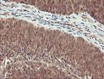 RABL2A Antibody in Immunohistochemistry (Paraffin) (IHC (P))