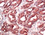 RACK1 Antibody in Immunohistochemistry (IHC)