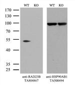 RAD23B Antibody in Western Blot (WB)