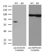 RAD23B Antibody in Western Blot (WB)