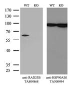 RAD23B Antibody in Western Blot (WB)