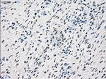 RAD9A Antibody in Immunohistochemistry (Paraffin) (IHC (P))