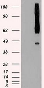 RAD9A Antibody in Western Blot (WB)