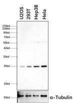 RALA Antibody in Western Blot (WB)