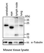 RALA Antibody in Western Blot (WB)