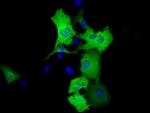 RALBP1 Antibody in Immunocytochemistry (ICC/IF)