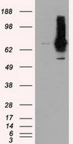 RALBP1 Antibody in Western Blot (WB)